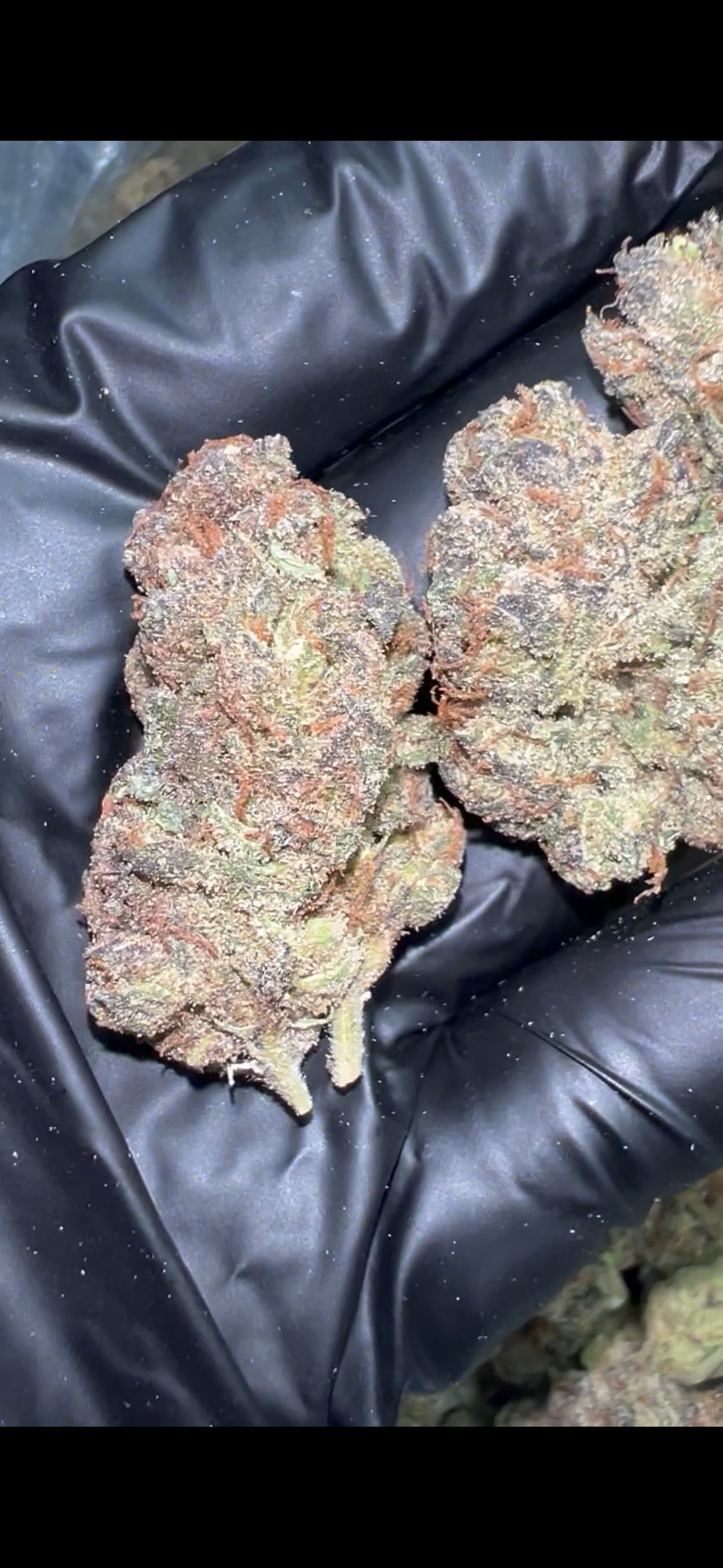 Lemon Cherry Gelato Ins – THCa Flower A