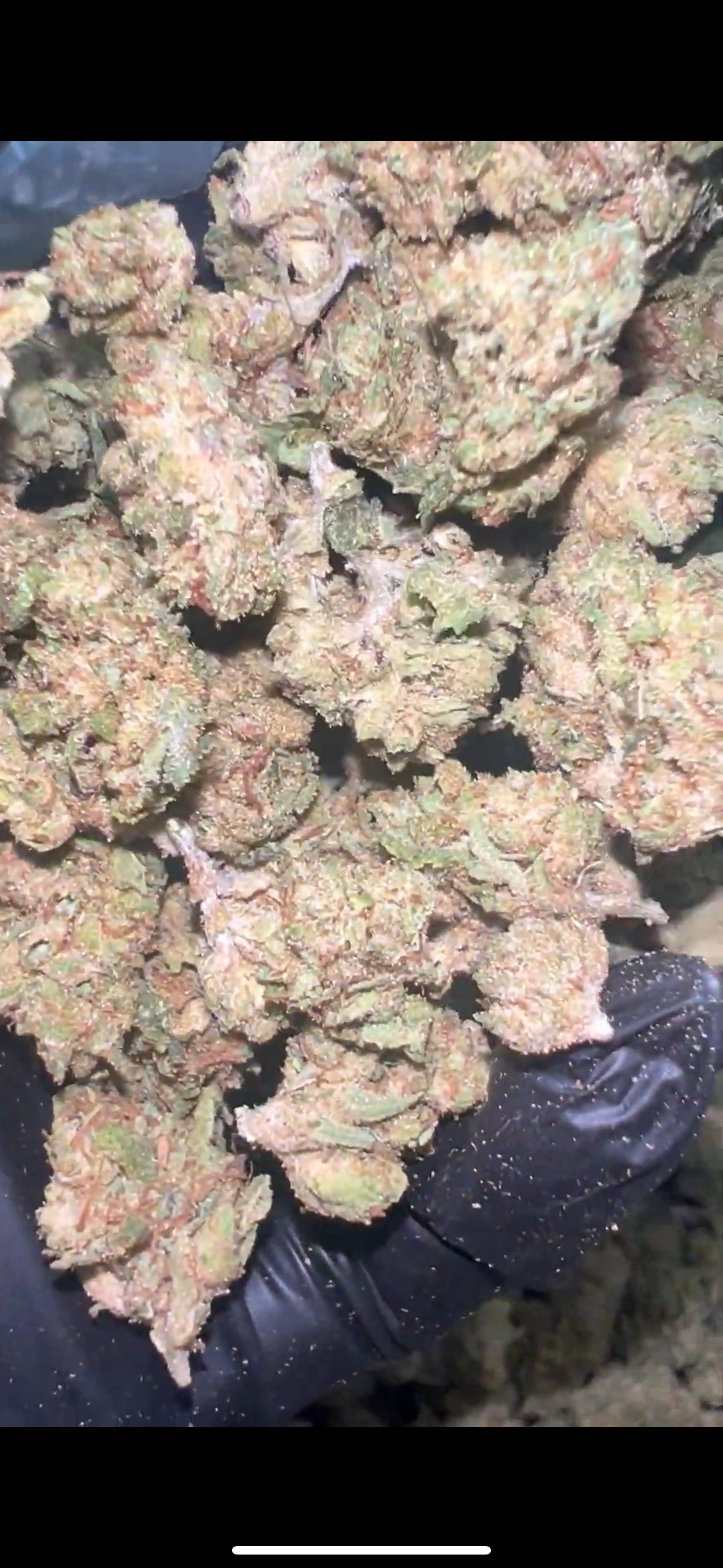 Gastro Pop smalls – THCa Flower A